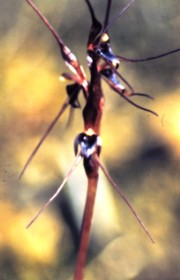 mayfly